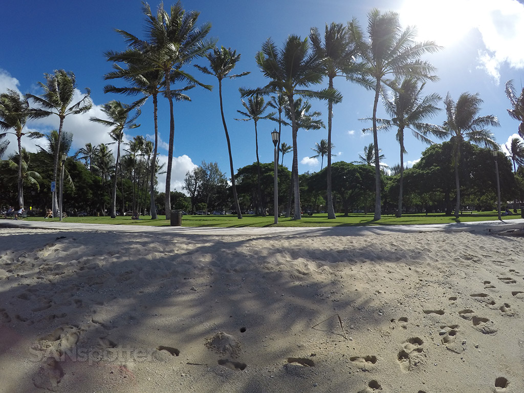 Waikiki beach sand and Palm trees